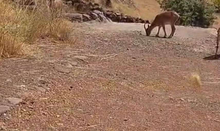 Hekimhan'da yaban keçileri doğal ortamında görüntülendi