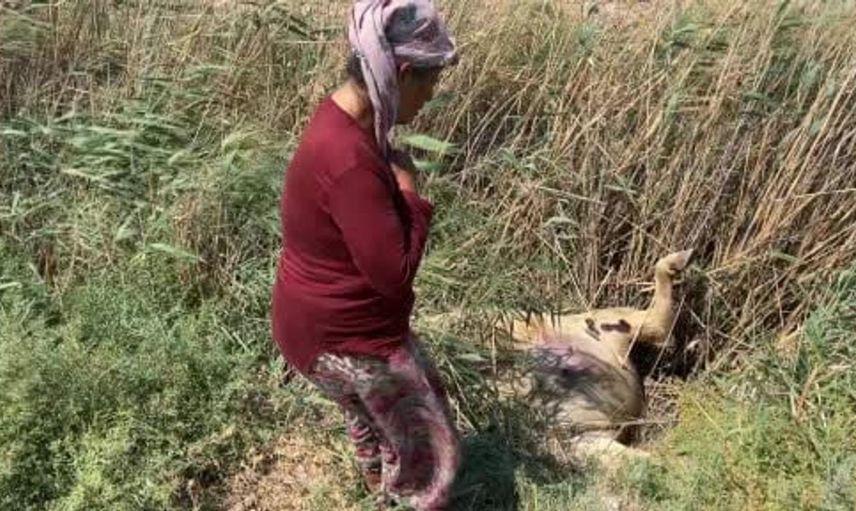 Hatay'da sütçü kadının zor günleri: 2 buzağısı telef oldu, ineği su kanalına düştü