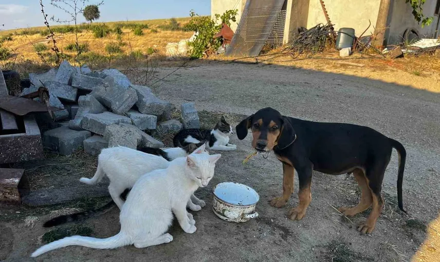 Dostluklarıyla örnek olan köpek ve kediler: Buldan'da yürekleri ısıtıyorlar