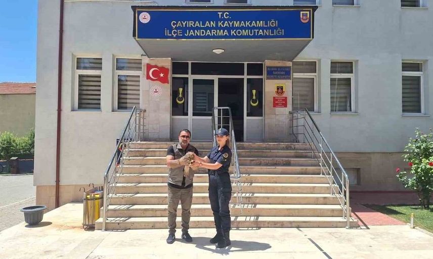 Yozgat’ta yaralı şahin tedavi altına alındı