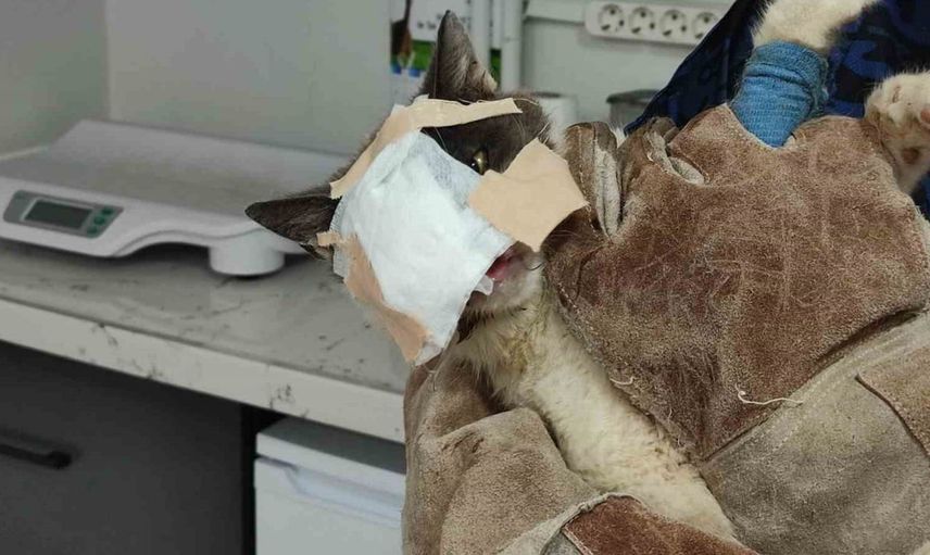 Keşan'da tümör ameliyatı geçiren kedi, cerrahi ile yüzündeki doku kaybını kapattı
