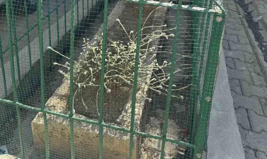 İstiklal Savaşı gazisinin mezarı evlerin arasında kalmış durumda