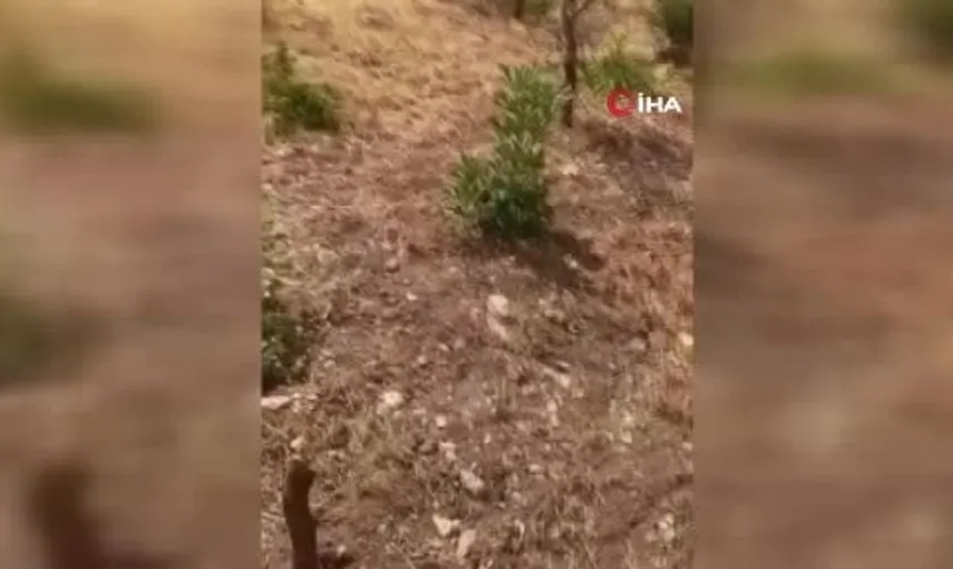 Siirt'te yaban domuzları fıstık ağaçlarına saldırdı: Çiftçiler endişeli