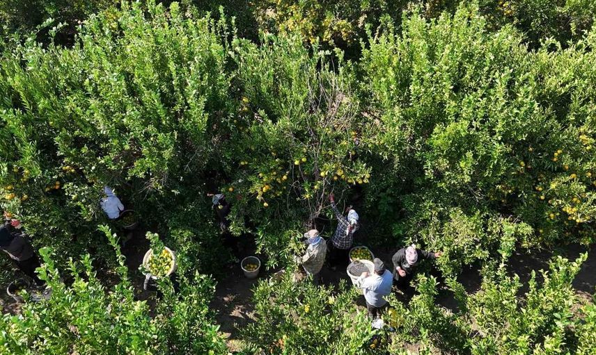 Mandalina fiyatları düşüşte: Dalında 3 liraya kadar geriledi