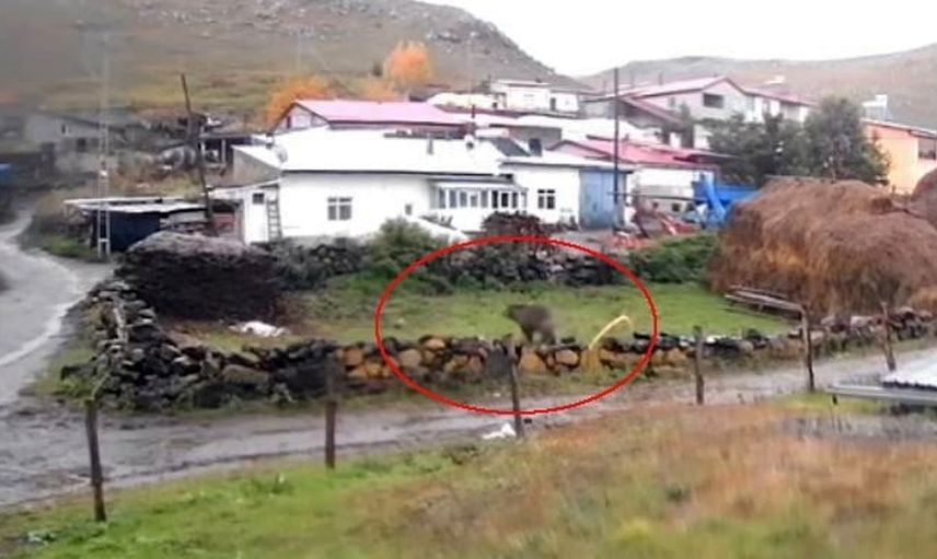 Gündüz vakti köyde dolaşan ayı, sakinleri alarma geçirdi