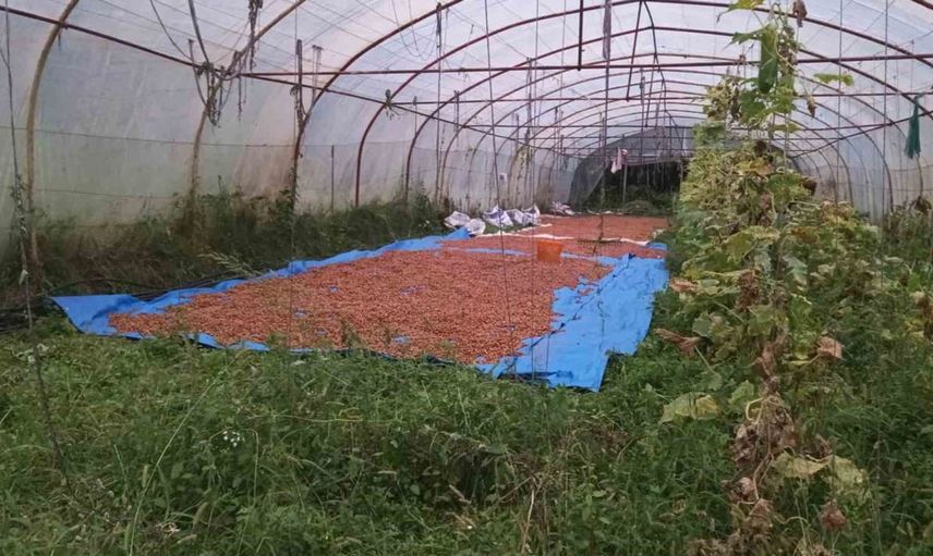 Karadeniz'de yağmurlar fındık üreticisini seraya yönlendirdi