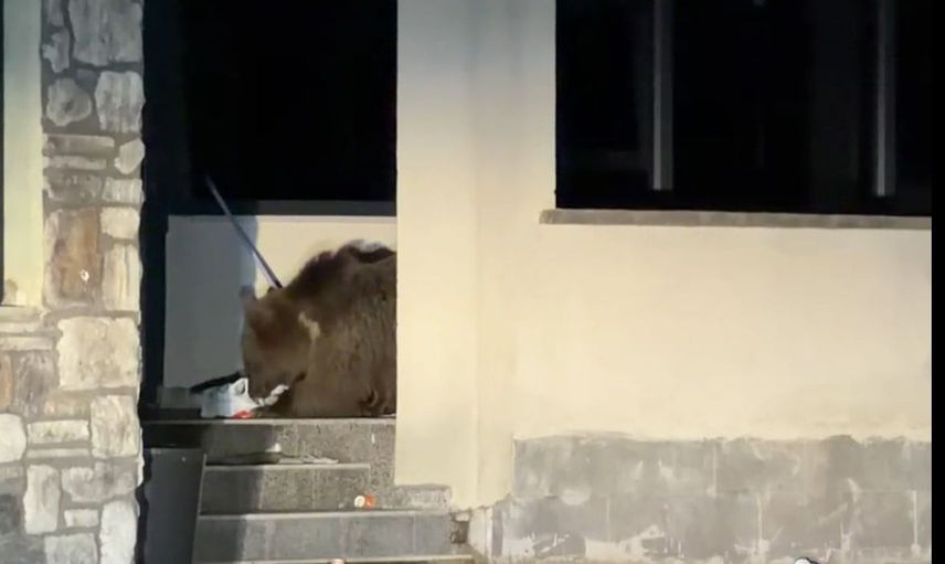 Bozayı avluya girdi, vatandaş araçta beklemek zorunda kaldı