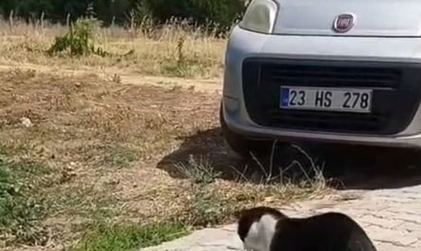 Elazığ'da kedi-yılan mücadelesi bir vatandaşın kamerasında