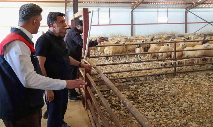 Tunceli’de hayvancılık yatırımları güç kazanıyor