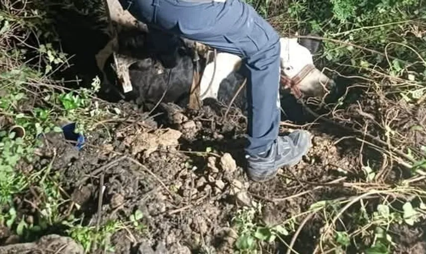 İskenderun'da uçurumdan düşen inek iş makinesi ile kurtarıldı