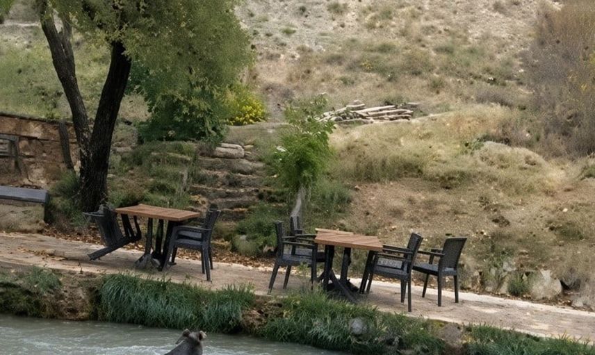 Yavru ayı restoranın bahçesine girdi, suya atlayarak kaçtı