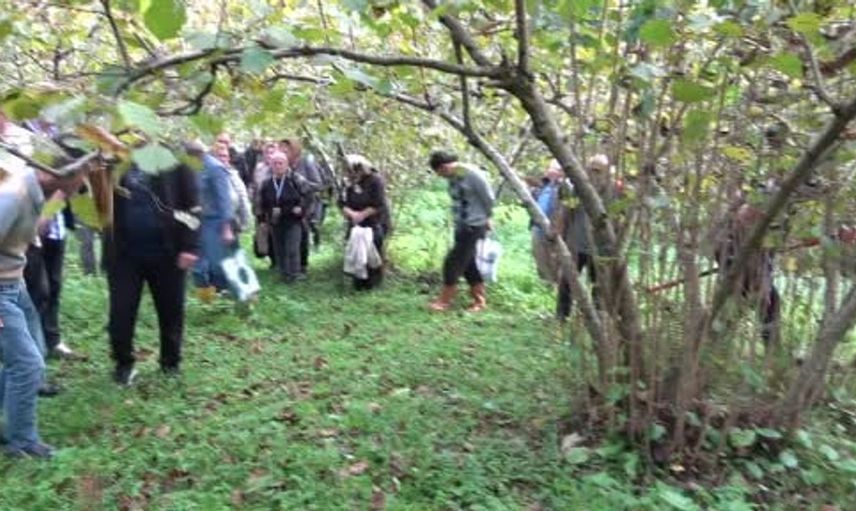 Giresun'da fındık üretimi için uygulamalı budama eğitimi büyük ilgi görüyor