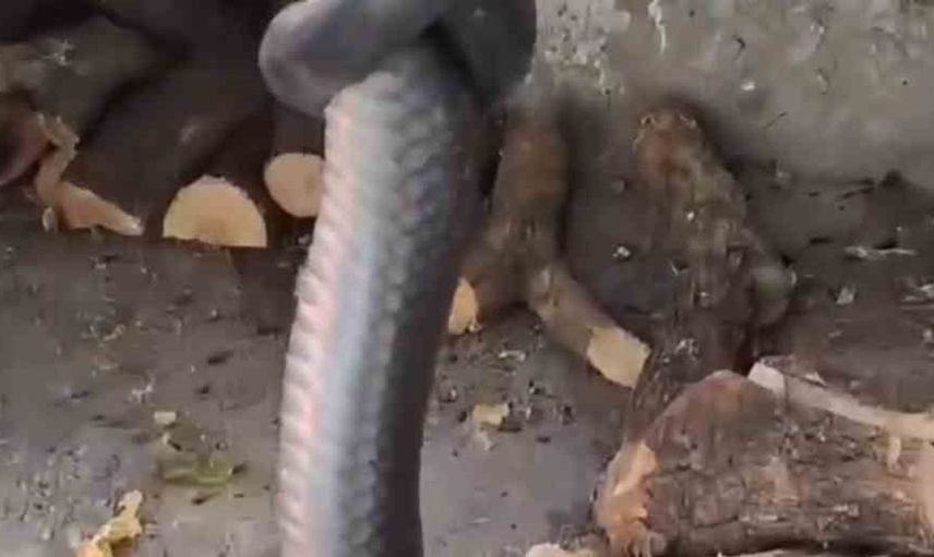 Diyarbakır'da odunlukta yakalanan dev yılan paniğe neden oldu