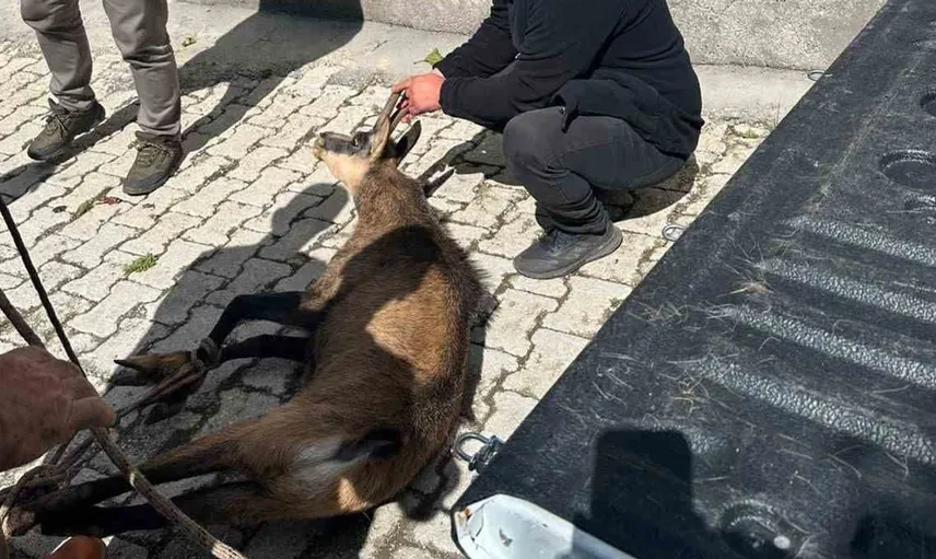 Halsiz kalan yaban keçisi, köy sakinlerinin yardımıyla tedavi altına alındı