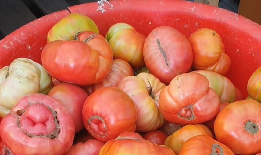 Palu'da ata tohumuyla yetiştirilen dev domatesler organik lezzetiyle beğeni topluyor