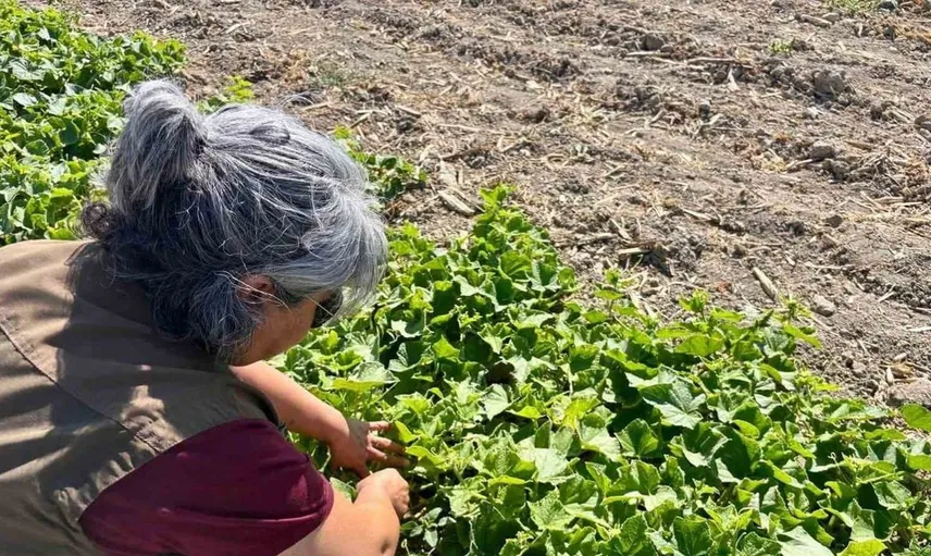 Afyonkarahisar'da tarımsal üretim için saha kontrolleri devam ediyor