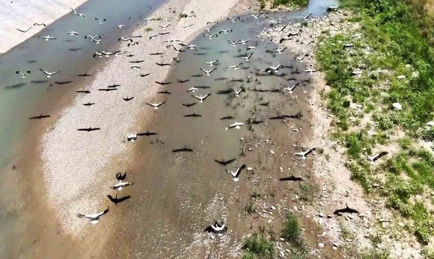soğanlı çayı’nda leylek sürüsü dronla görüntülendi
