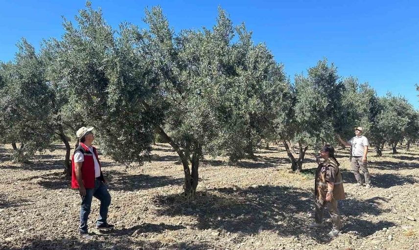 Manisa'da 2026 zeytin rekoltesi için saha çalışmaları başladı