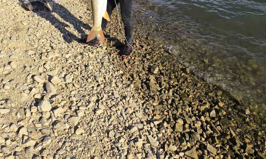 Elazığ'da Keban Baraj Gölü'nde dev turna balığı heyecanı