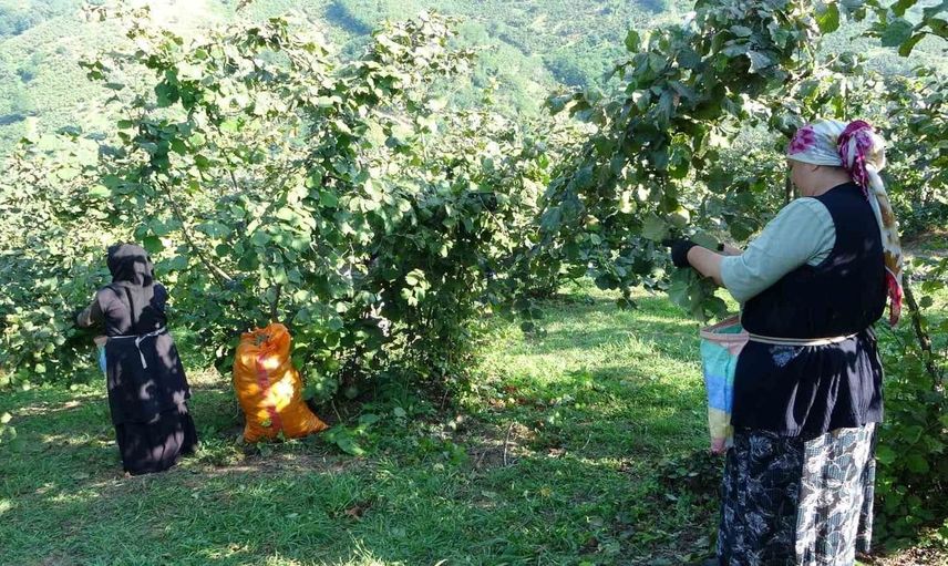 Fındık hasadı sezonu Ordu'da coşkuyla başladı