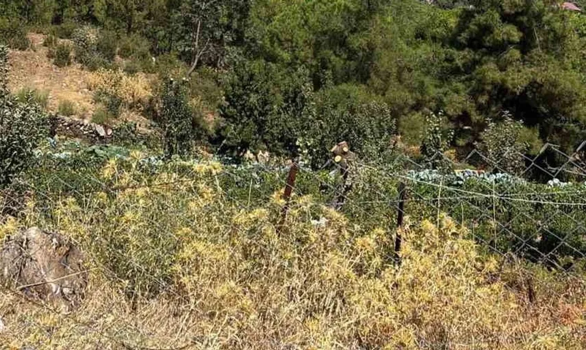 Aydın'da orman yangını ekiplerin müdahalesiyle kontrol altına alındı