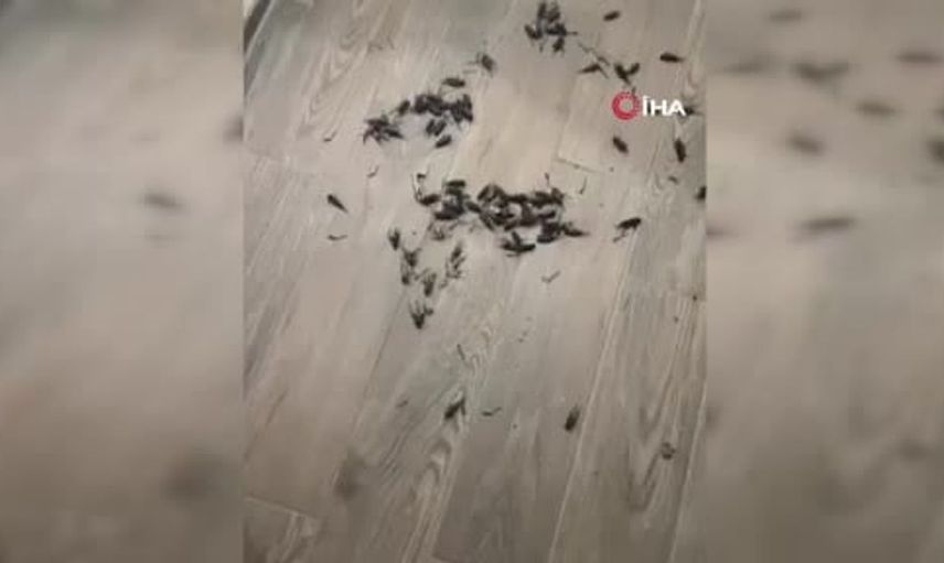 Adana'da cırcır böceği sesleri uyku kaçırıyor