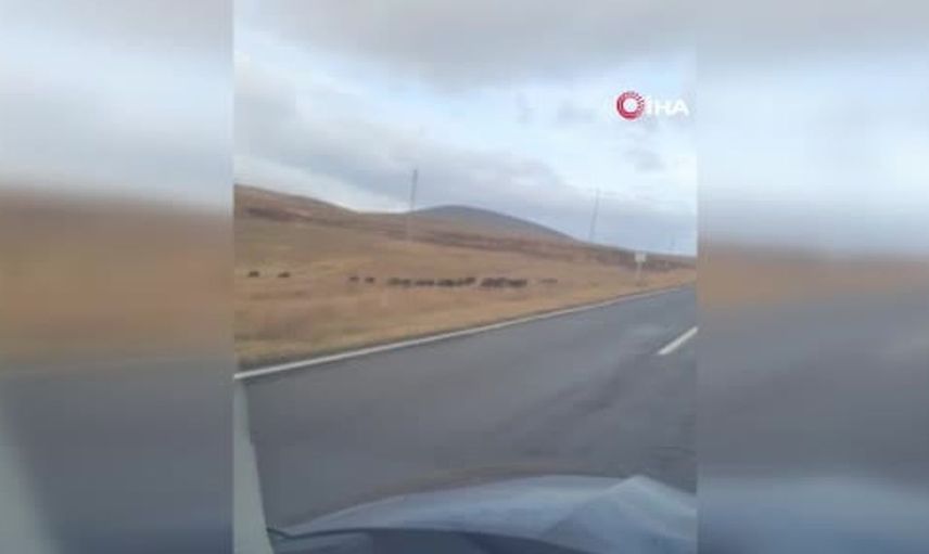 Kars'ta yaban domuzları yol geçişi yaparken görüntülendi