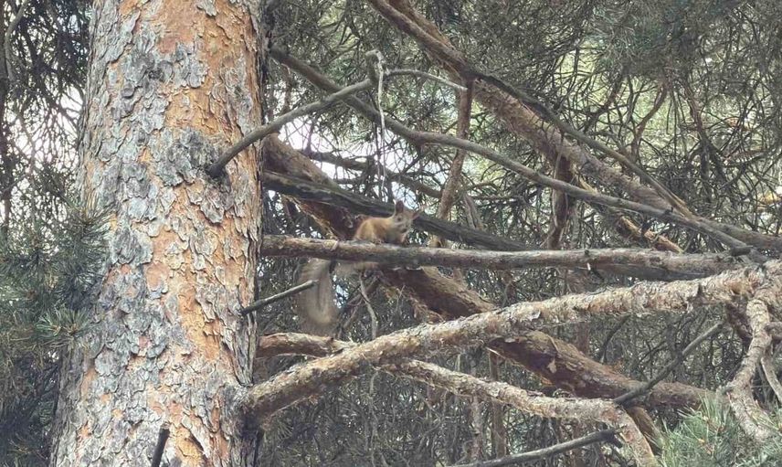Kars’ta doğanın içinde bir kızıl sincap sürprizi