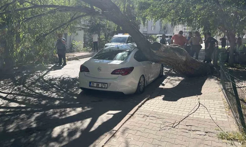 Niğde'deki parkta ağaç otomobilin üzerine devrildi