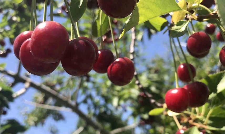 Sultandağı vişnesindeki yüksek talep ve azalan stoklar fiyatları yükseltiyor