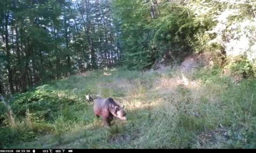 Akyazı'da minik ayılar annelerinin peşinden koşarken görüntülendi
