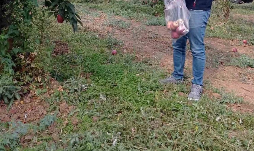 Çivril'de elma bahçelerinde hasat öncesi pestisit kontrolleri yapılıyor