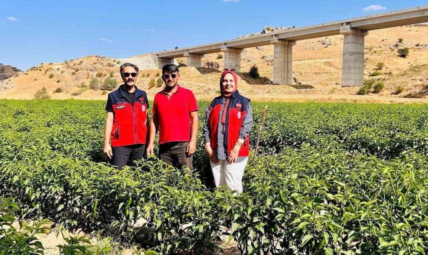 İscehisar'da alternatif tarım ile jalapeno biber denemeleri sürüyor