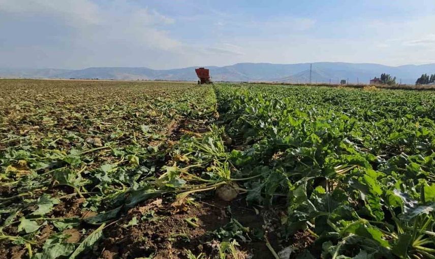 Muş'ta çiftçi muhacir: 220 dönüm pancar ekti, 2 bin ton ürün bekliyor
