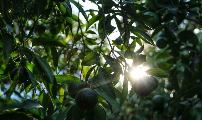 Yeşil Bodrum mandalini hasadı ile yeni bir ekonomik değer yaratılıyor