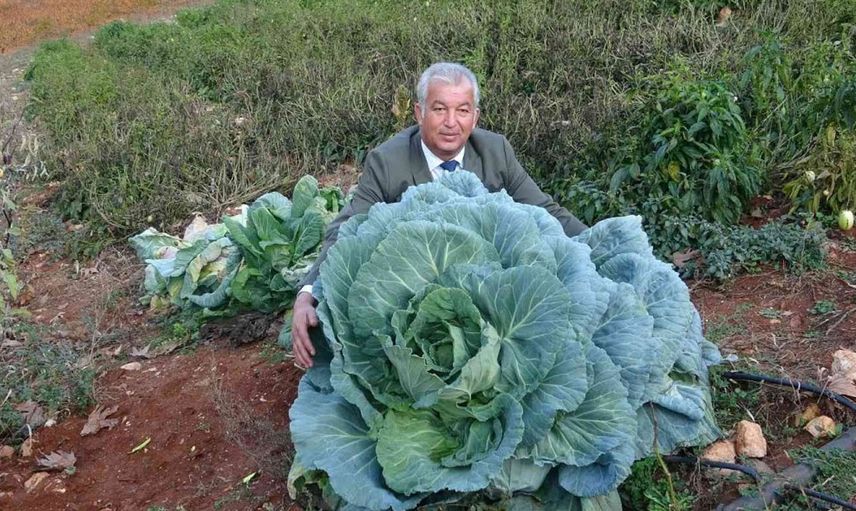 30 Kiloluk Dev Lahanalar Görenleri Şaşkına Çeviriyor!
