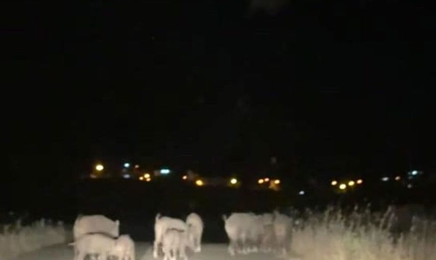 Gercüş'te yaban domuzu sürüleri tarım alanlarına zarar veriyor