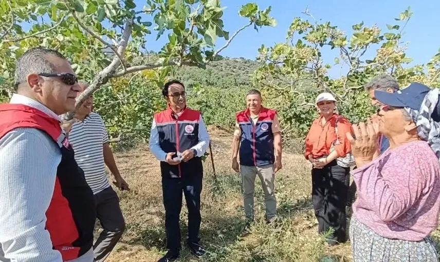 Yenipazar'da antepfıstığı hasadı sezonu açıldı