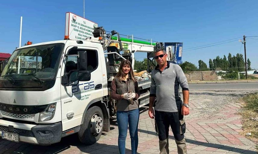 Iğdır’da doğada halsiz bulunan kerkenez koruma altına alındı