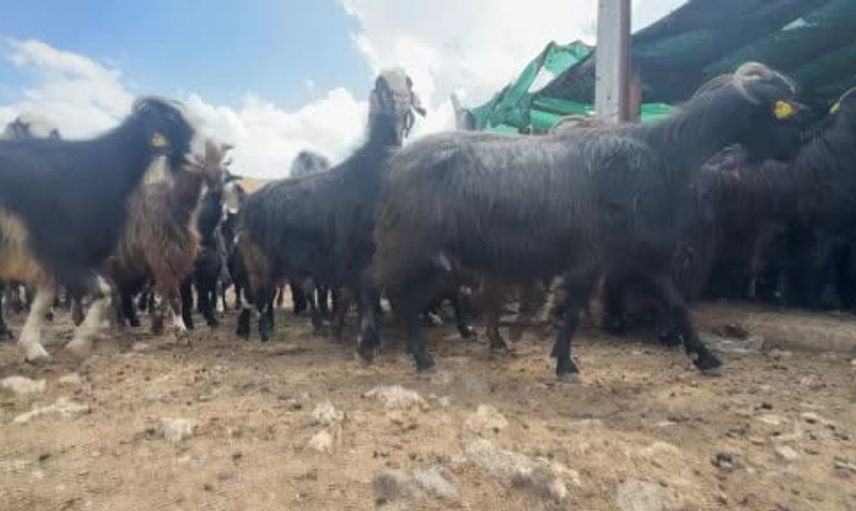 Yörüklerin geleneksel kırkım çalışmaları artık sürdürülemiyor