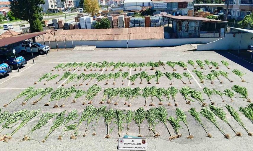 Karasu'da jandarma operasyonu: Tarlada 123 kök kenevir ve uyuşturucu madde ele geçirildi