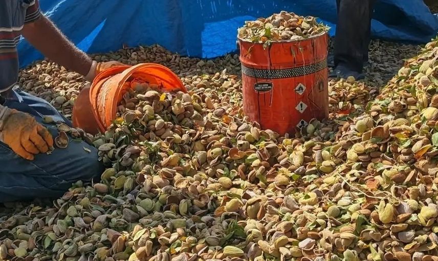 Ağın'daki badem üretim alanlarında kontrol ve bilgilendirme çalışmaları yapıldı