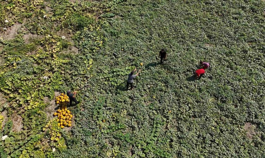 Hatay'da kavun hasadı sürüyor: 10 TL'den alıcı buluyor