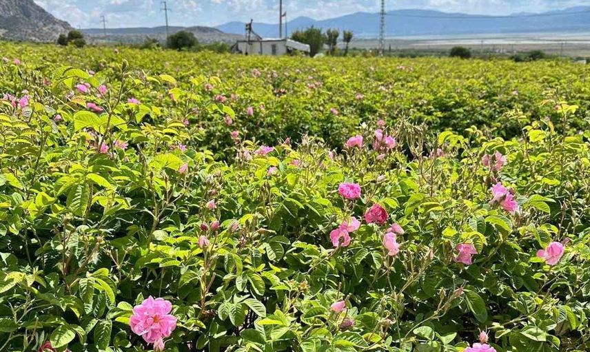 Gül çiçeği taban fiyatı 95 liraya yükseldi: Üreticilere ek ödeme müjdesi