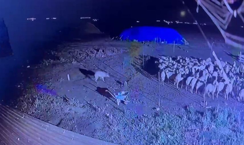Kars'ta gece yarısı kurt koyunları hedef aldı ama muhtar devredeydi