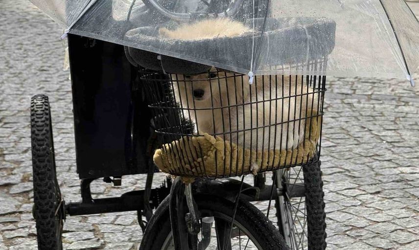 Yağmurda köpeği için şemsiye açtı: Renkli anlar Eskişehir'de yaşandı