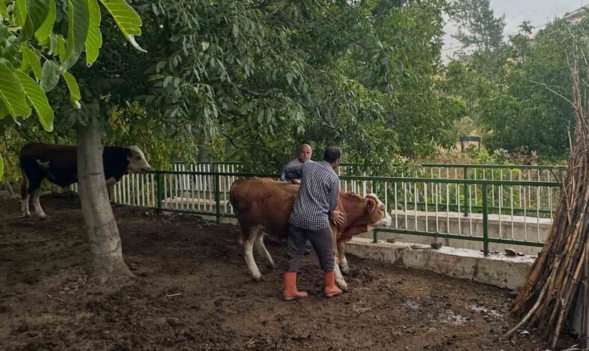 Aydıntepe’de büyükbaş hayvanlara aşılama çalışmaları hız kesmiyor