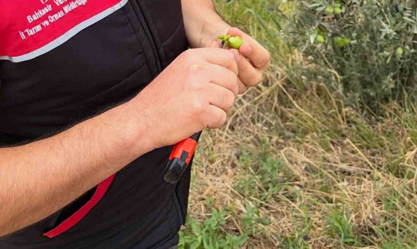 Zeytin hasadı öncesinde Burhaniye'de sinek kontrolleri arttı