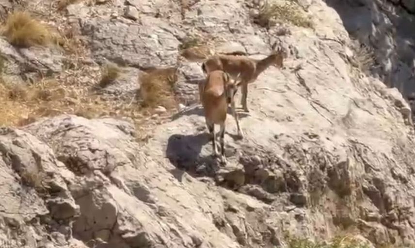 Malatya'daki yaban keçileri Tohma Çayı'nda görüntülendi