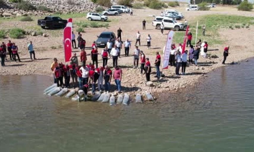Adıyaman'da balık popülasyonunu artırmak için 680 bin yavru sazan bırakıldı